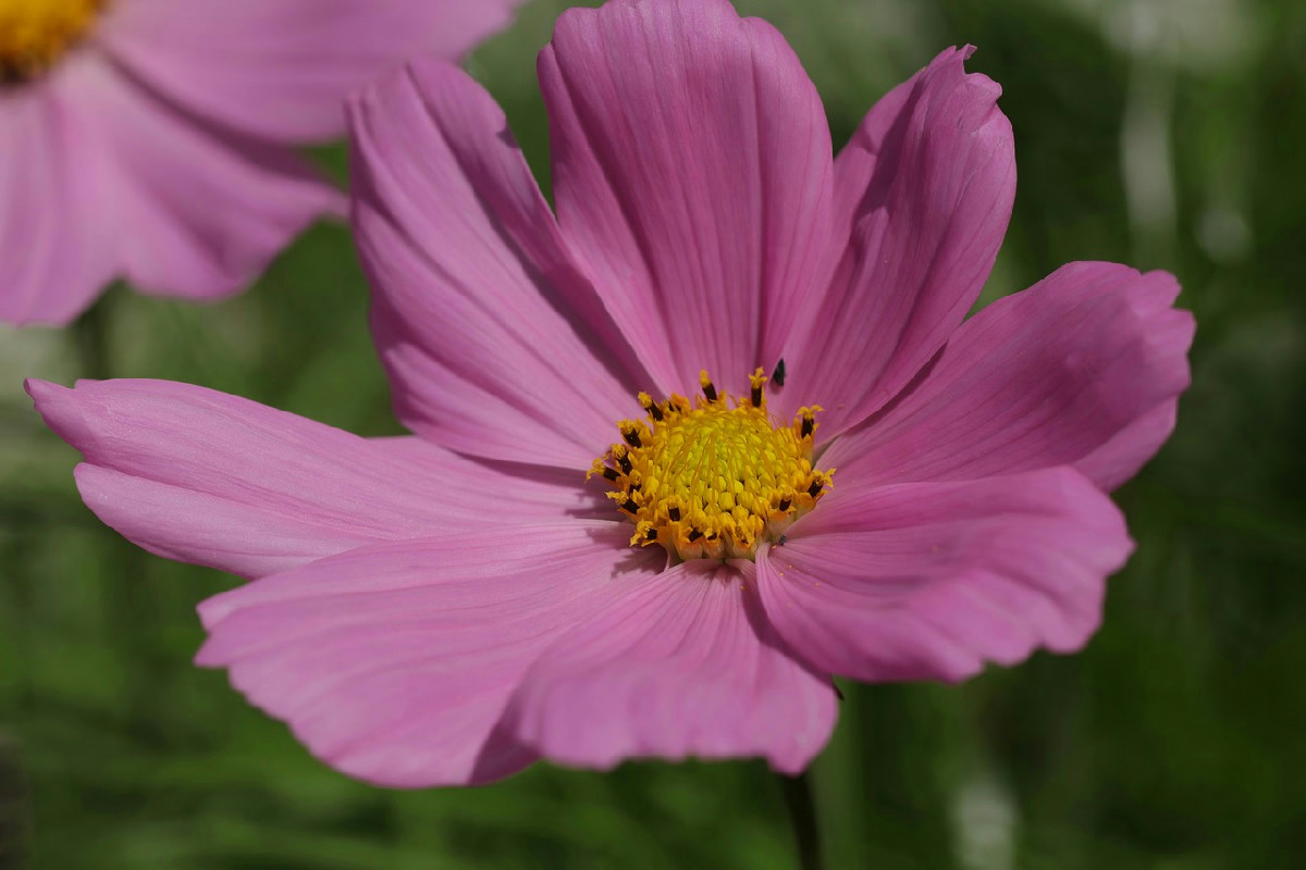 Le 10 specie di piante più uniche scoperte nel 2025 che stanno cambiando la botanica