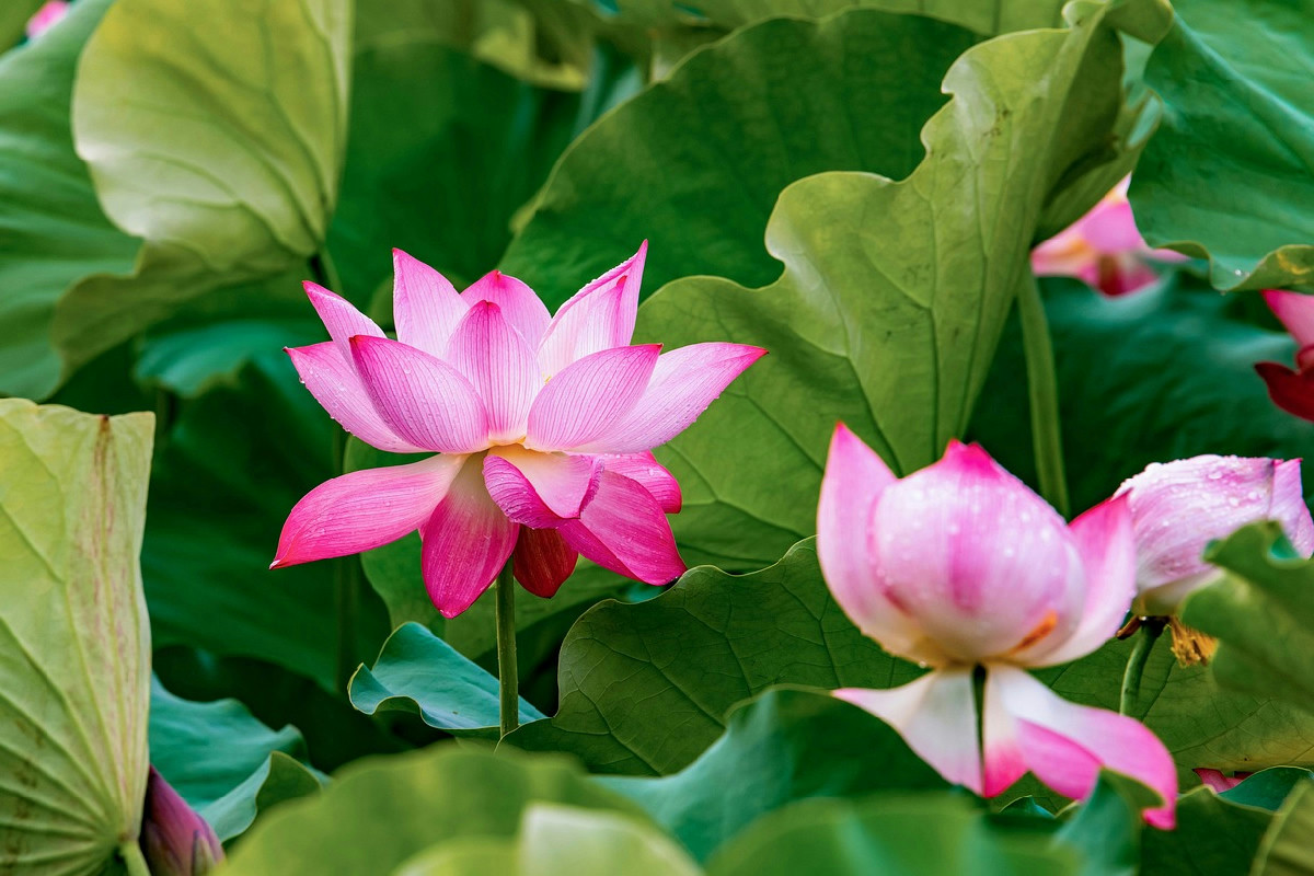 Le 10 specie di piante più uniche scoperte nel 2025 che stanno cambiando la botanica