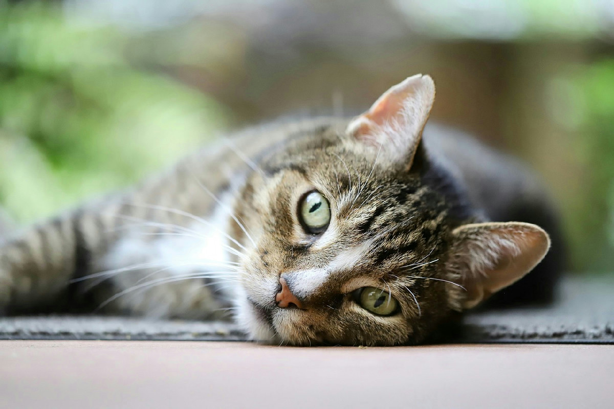 Quando un gatto dimostra affetto: 8 comportamenti silenziosi che rivelano un legame speciale