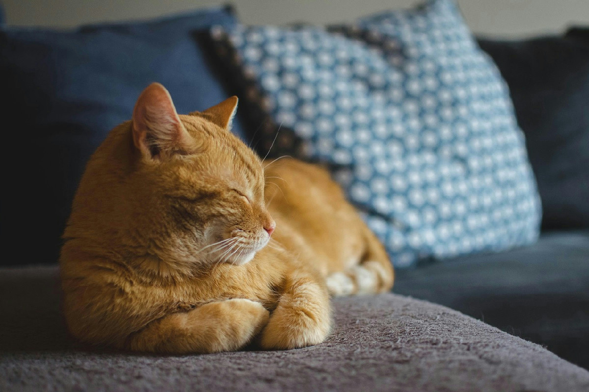 Quando un gatto dimostra affetto: 8 comportamenti silenziosi che rivelano un legame speciale