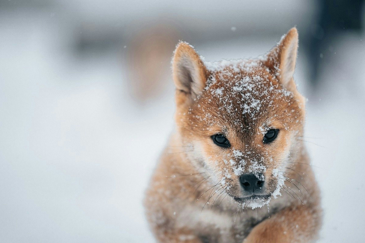 Quando la neve avvolge il paesaggio, Shea gioca regalando emozioni intense agli spettatori
