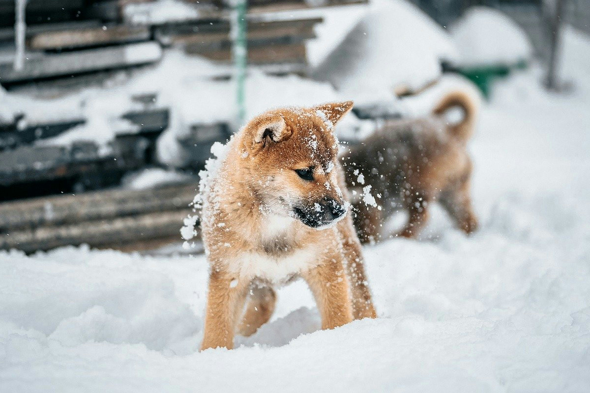 Quando la neve avvolge il paesaggio, Shea gioca regalando emozioni intense agli spettatori