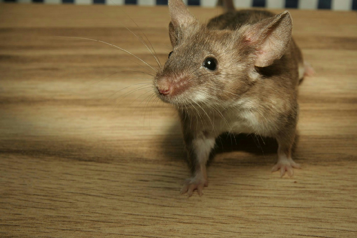 Il segreto che elimina i topi in poche ore rivoluziona le case italiane con facilità straordinaria